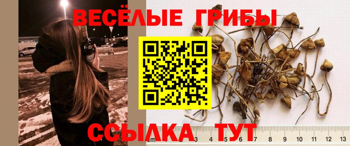 Псилоцибиновые грибы Cubensis Малоярославец